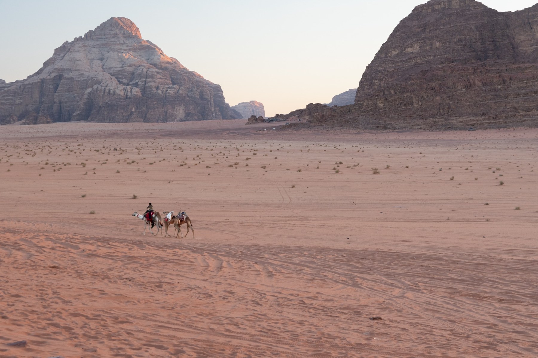 Carovana di cammelli nel deserto