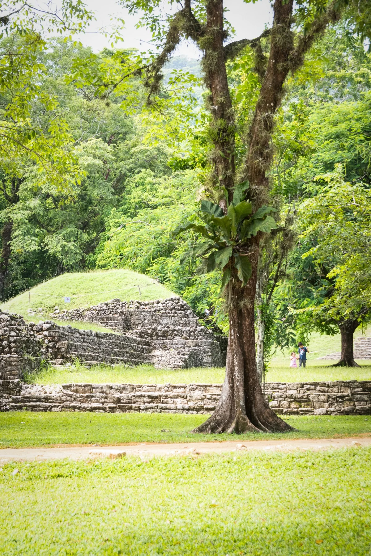 Albero e rovine maya immersi nella foresta