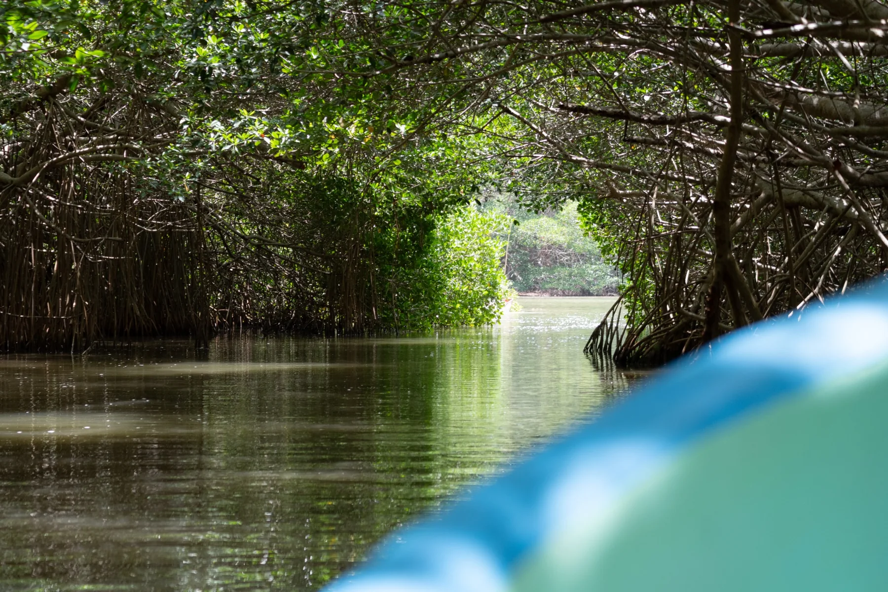 Canale tra le mangrovie visto da una barca