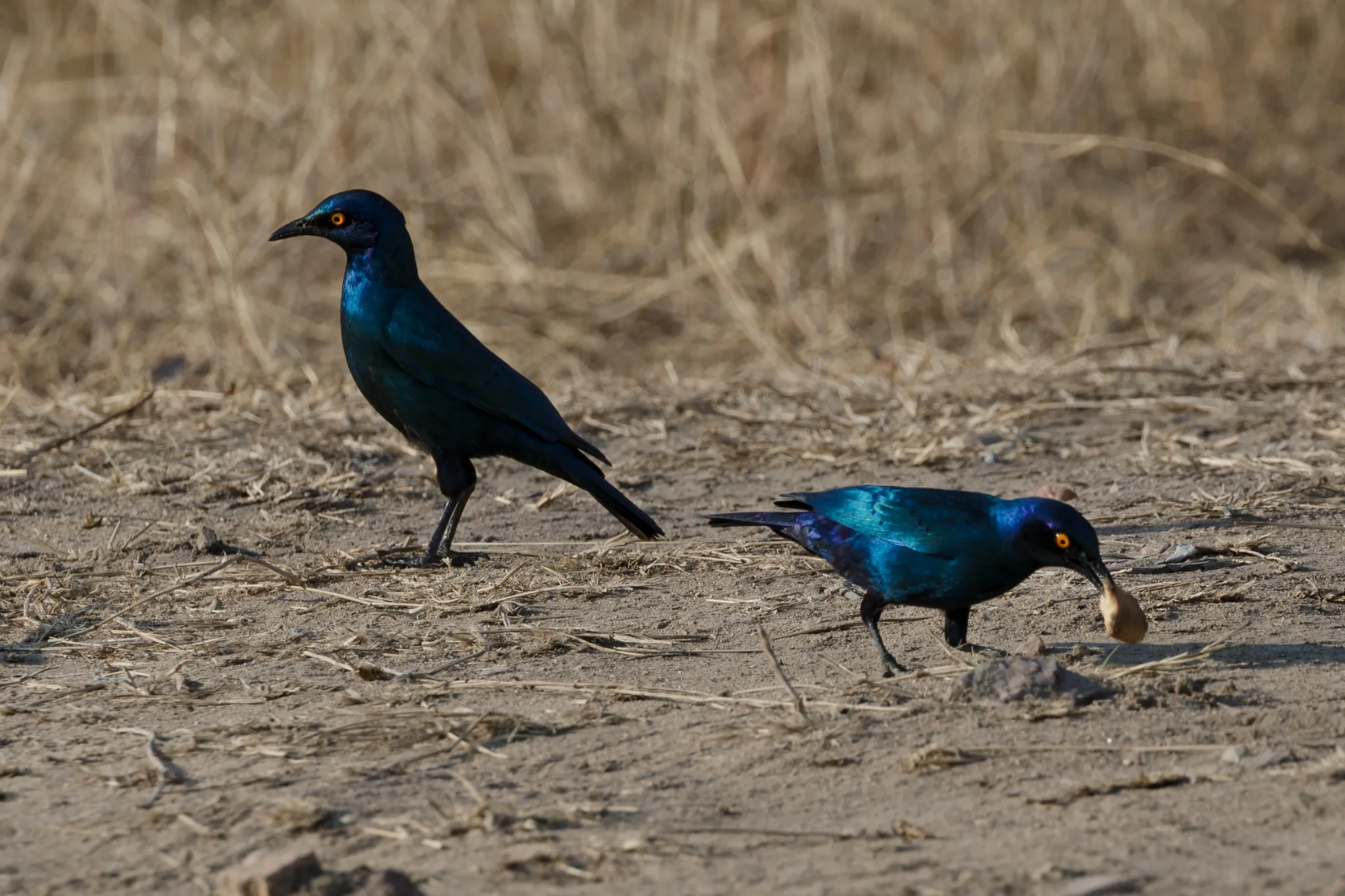 Due uccelli blu iridescenti sul terreno arido Due uccelli blu iridescenti sul terreno arido