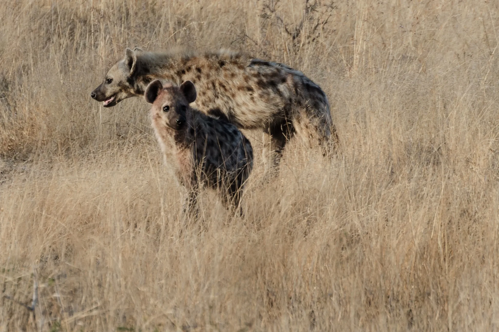 Due iene nell’erba secca della savanna Due iene nell’erba secca della savanna