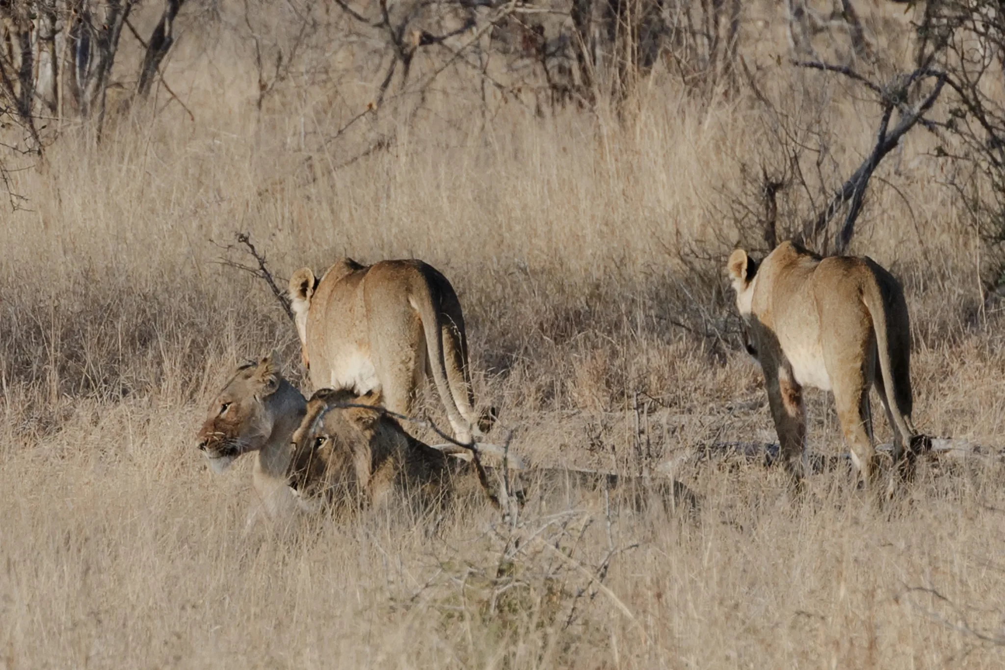 Un piccolo branco di leoni nella savanna tra erba alta e arbusti Un piccolo branco di leoni nella savanna tra erba alta e arbusti