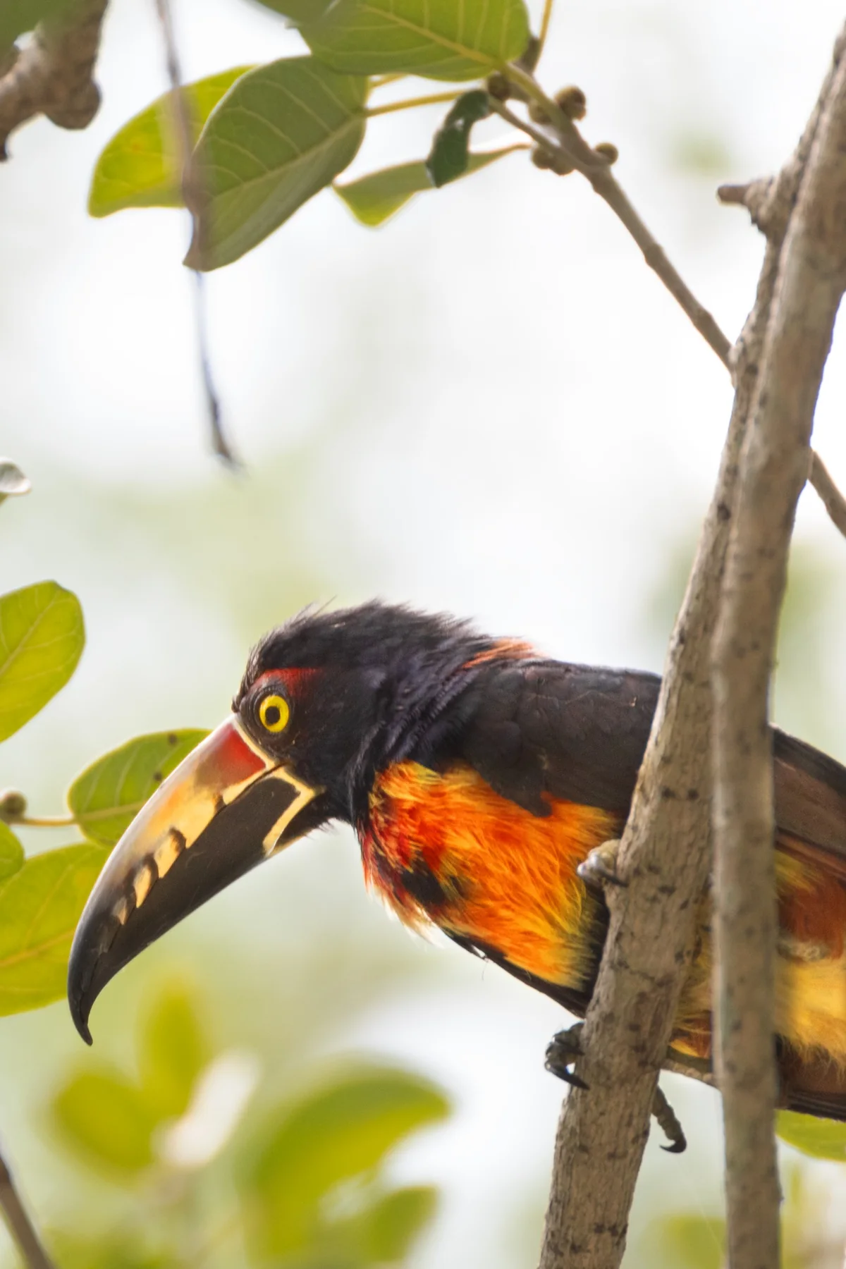 Primo piano di un tucano colorato tra i rami