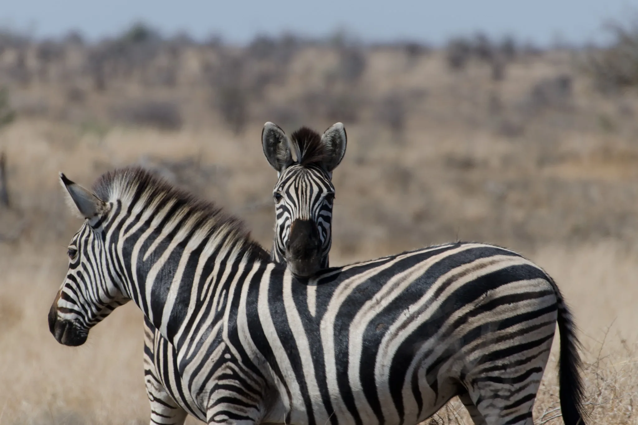 Due zebre nella savanna